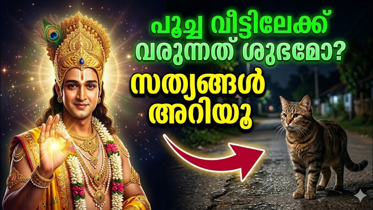 പൂച്ച വീട്ടിൽ ഇടയ്ക്കിടെ വരുമോ? നിങ്ങളുടെ ജീവിതത്തിൽ വലിയ മാറ്റം വരാനിരിക്കുന്നതിന്റെ സൂചന!