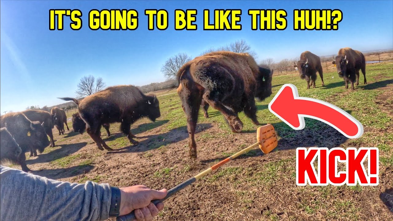 I Slipped Up...Hoss Took Advantage!