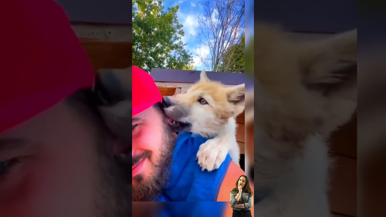 wolf Rescue Story