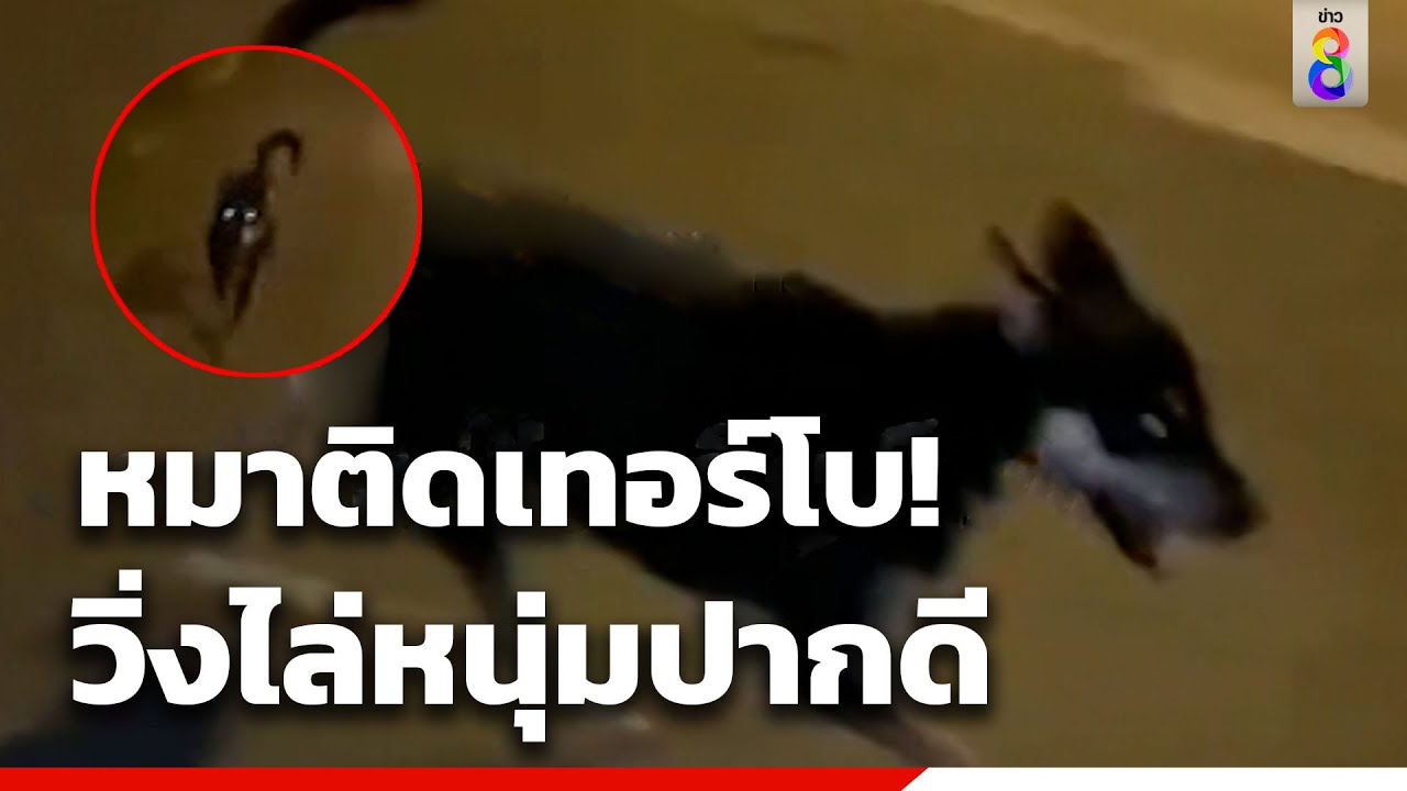 หมาติดเทอร์โบ! วิ่งไล่หนุ่มปากดี | คุยคลิปเด็ด | ข่าวช่อง8