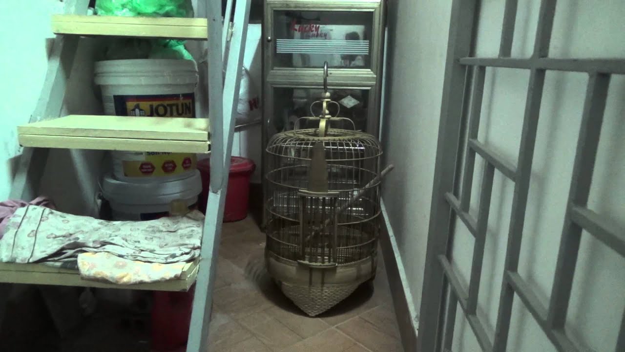 Lồng chim Họa mi tre gi&agrave; Mua b&aacute;n lồng chim