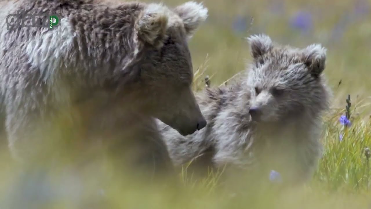 Glamp Deosai | Discover . Divinity