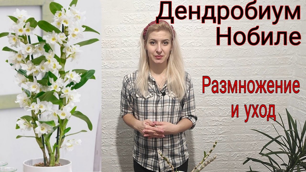 Орхидея ДЕНДРОБИУМ НОБИЛЕ. Уход и размножение. Неприхотливый сад