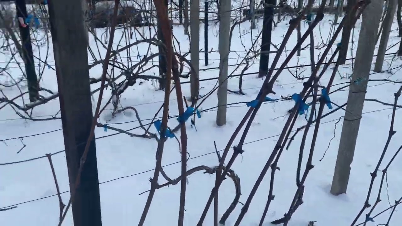 Одесса - 11 градусов на 8 утра 1 февраля 26 года. Блокбастер 