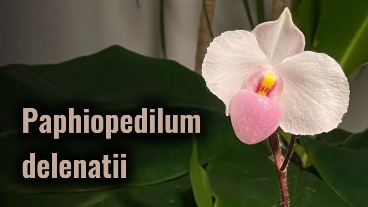 Paphiopedilum delenatii. Первое домашнее цветение. Обзор.  