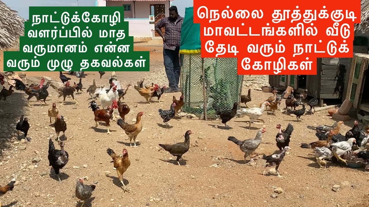 தீரன் நாட்டுக்கோழி பண்ணை திருநெல்வேலி - தூத்துக்குடி பைபாஸ்