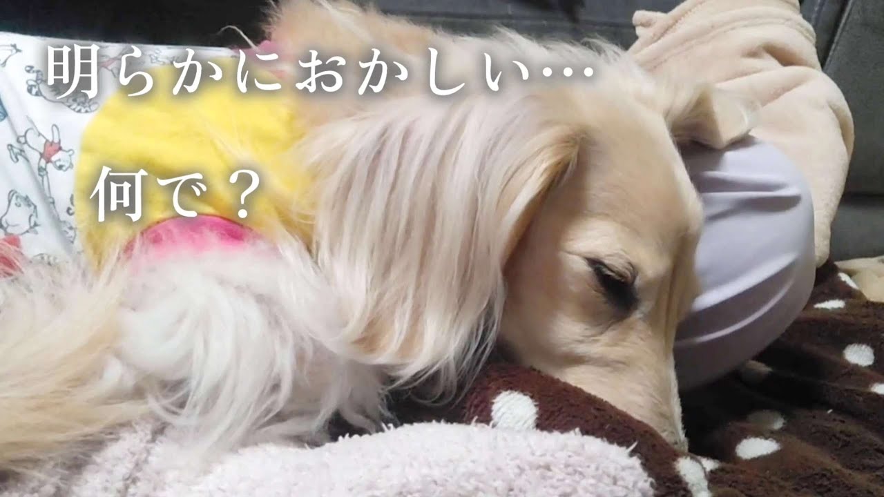 処方されたお薬飲んだら悪化してしまいました、何で？ 泣【カニンヘンダックスのんの】