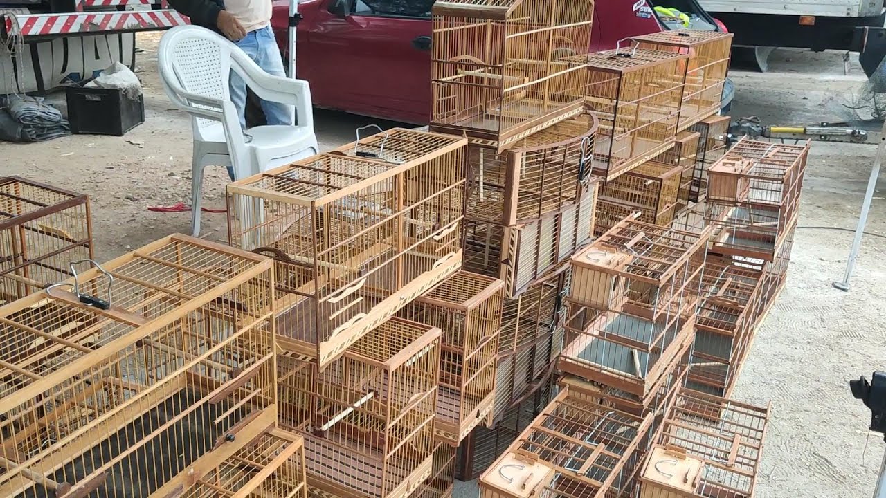 FEIRA DE GAIOLAS DE CARUARU PE 08 01 2026