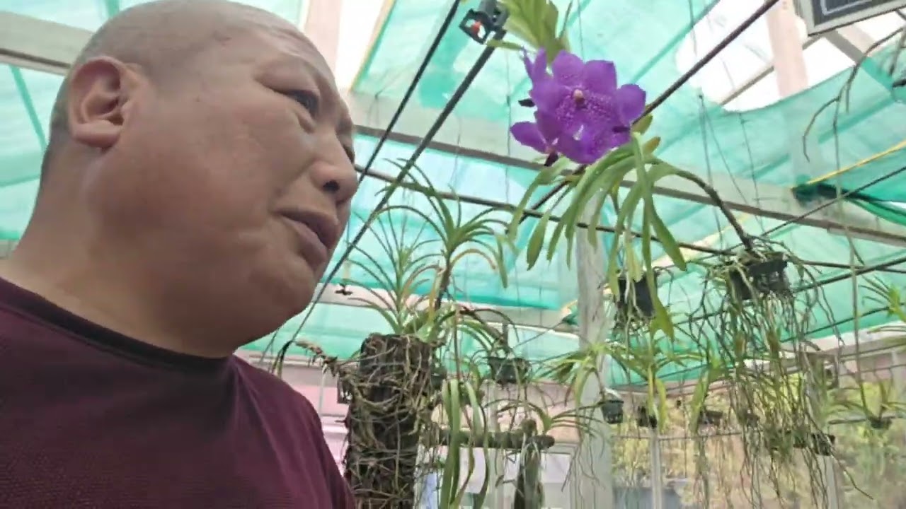 ​ཀླུ་ཤིང་མེ་ཏོག་གི་མཛེས་ལྗོངས། (The Beauty of Nagkesar Flower)