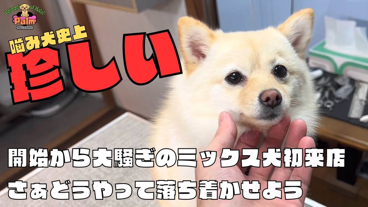 噛み犬トリミング！大騒ぎの柴犬とポメラニアンのミックス
