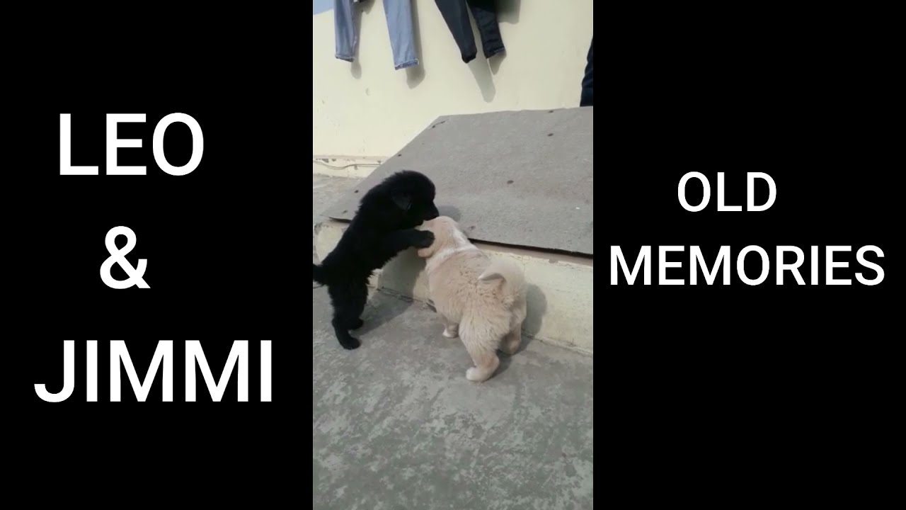 Bhotia Dogs Black and White (Leo & Jimmi)