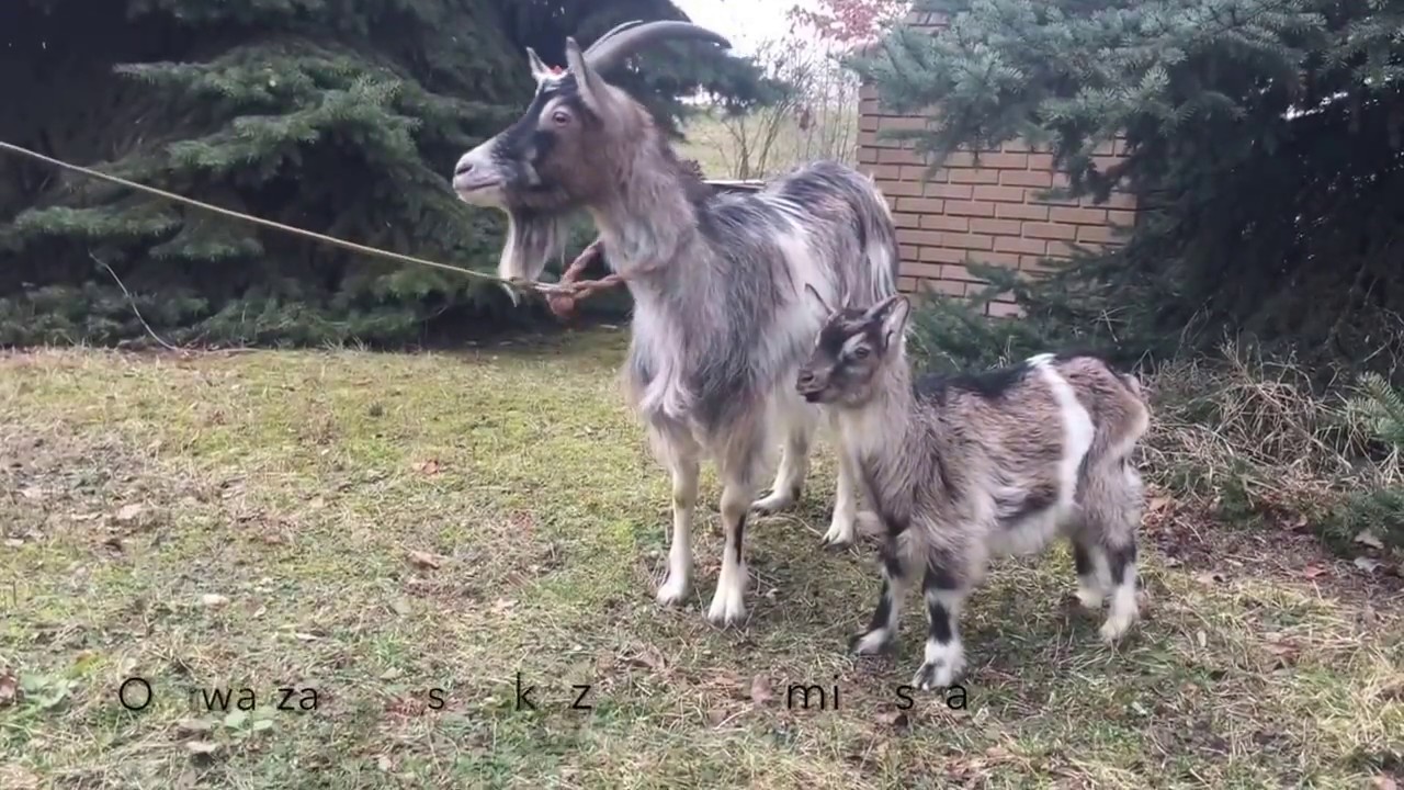 Koza sandomierska