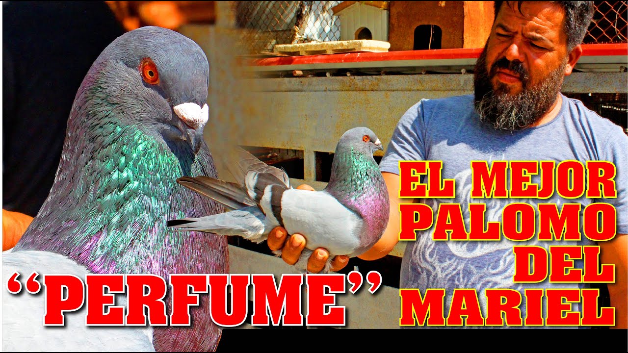 El MEJOR PALOMO del MARIEL 