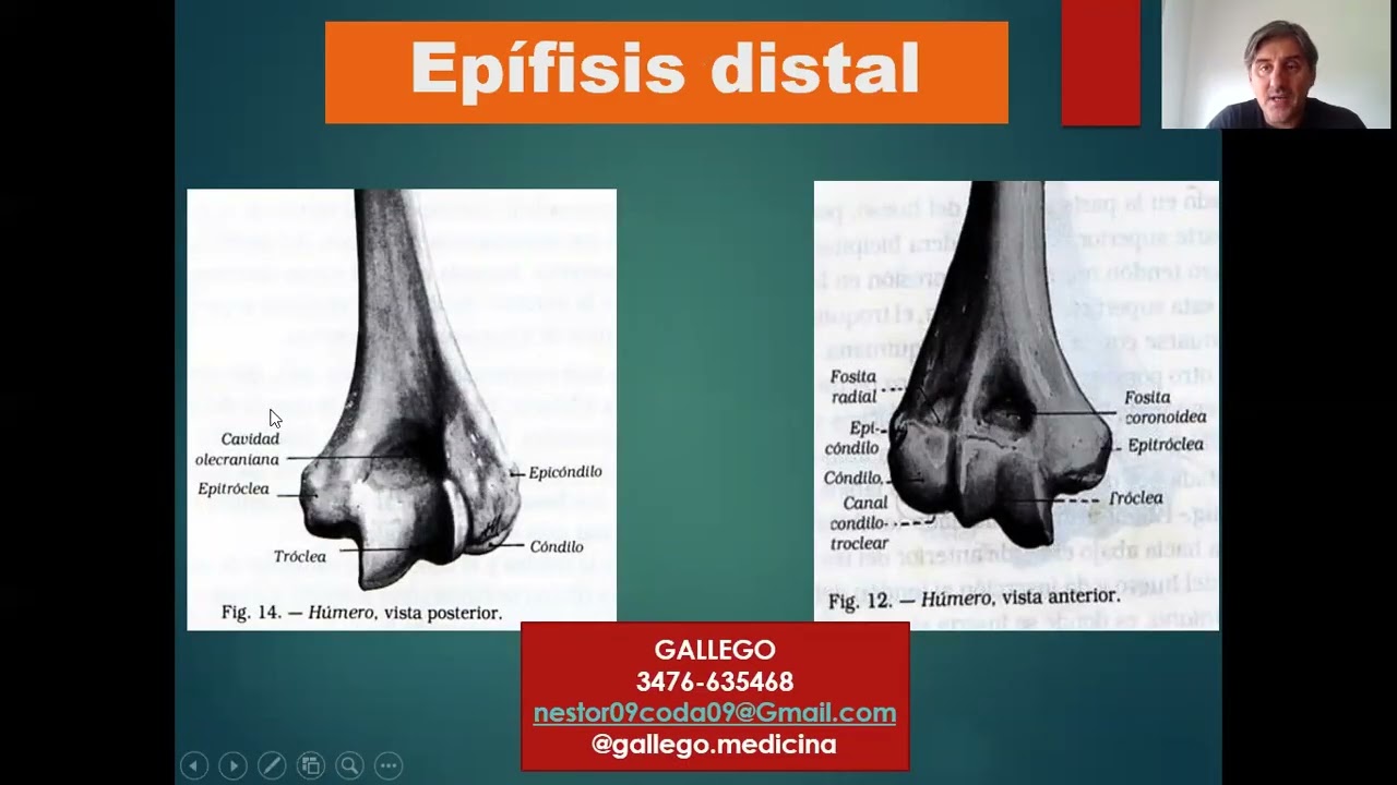 ANATOMIA, ESQUELETO DEL BRAZO. HÚMERO