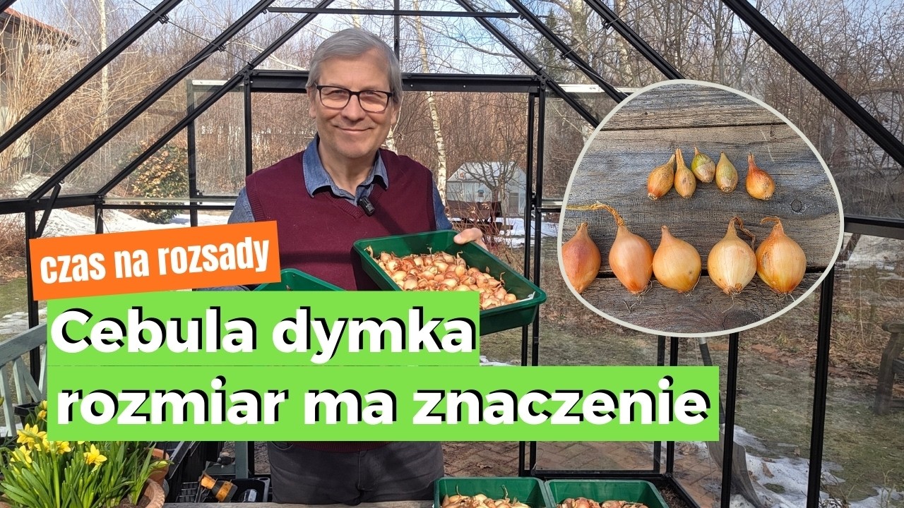Cebula dymka - rozmiar ma znaczenie. 🧅 Jaka dymka na cebulę, a jaka na szczypior? Kiedy sadzić dymkę