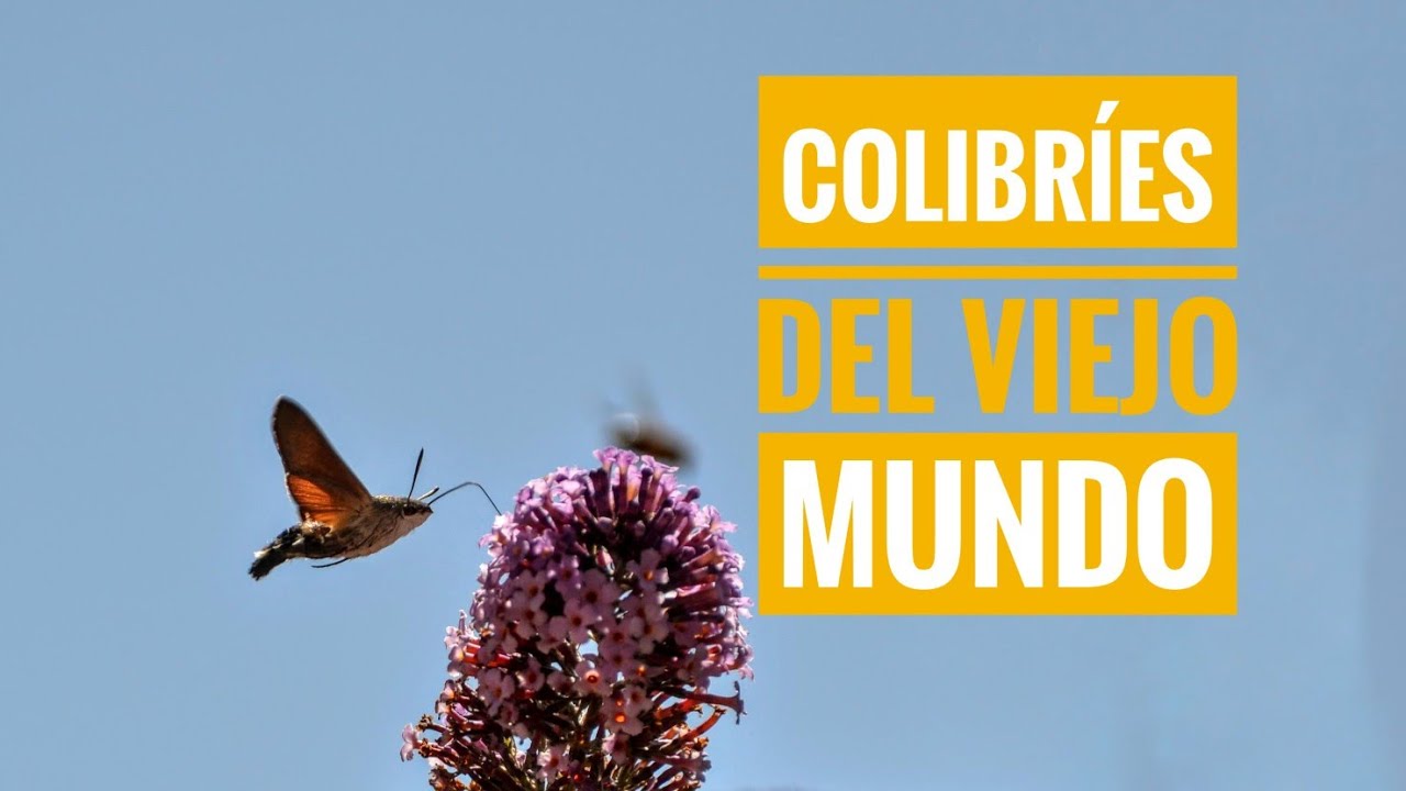 Colibríes del Viejo Mundo. La Esfinge Colibrí (Macroglossum stellatarum). Mini documental.