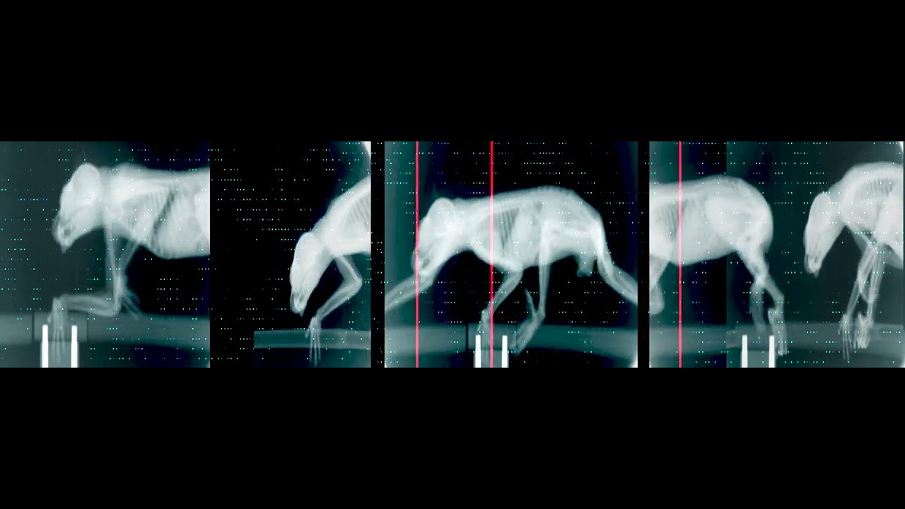rosalie | Marathon der Tiere, 2015