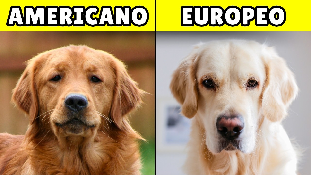 Diferencias entre el Golden Retriever AMERICANO y EUROPEO
