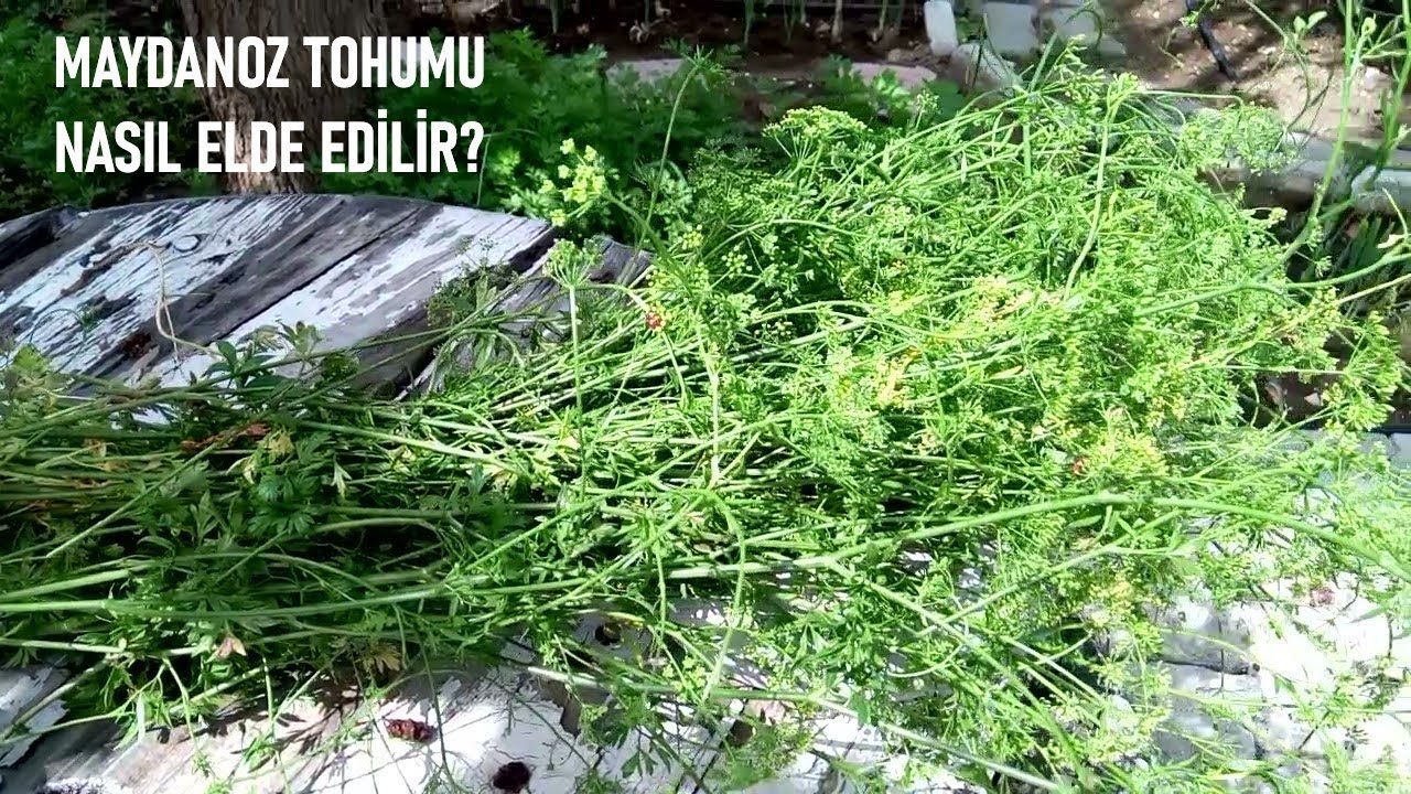 MAYDANOZ TOHUMU NASIL ELDE EDİLİR? HOW TO OBTAIN  PARSLEY SEED?COMMENT OBTENIR DES GRAINES DE PERSIL