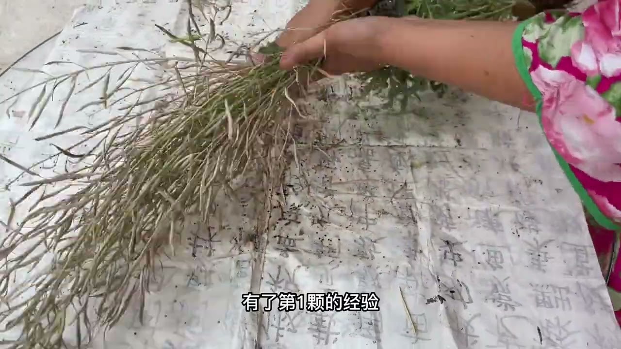 羽衣甘蓝种子成熟了，收集起来秋天育苗，冬天盛开