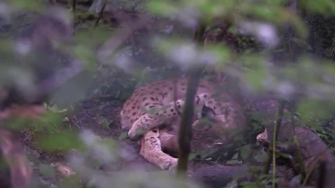 Zwei Luchs-Babys noch gut versteckt im Tiergarten Schönbrunn