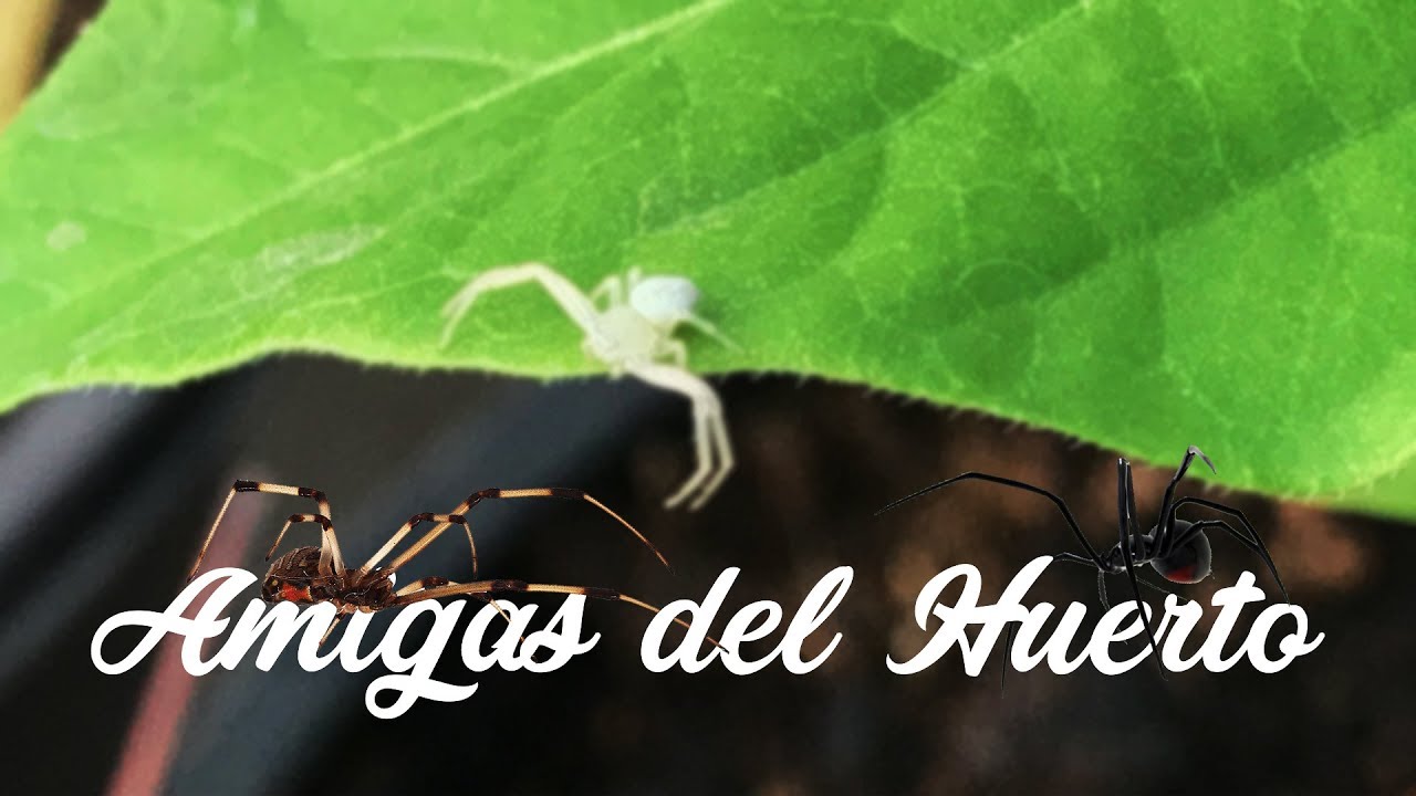 Beneficios de las arañas en el huerto | Huerto Urbano