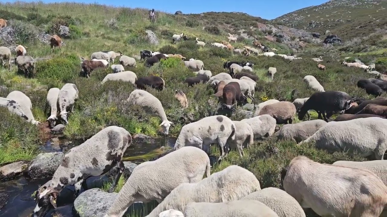 CURROS DA MOSENDA