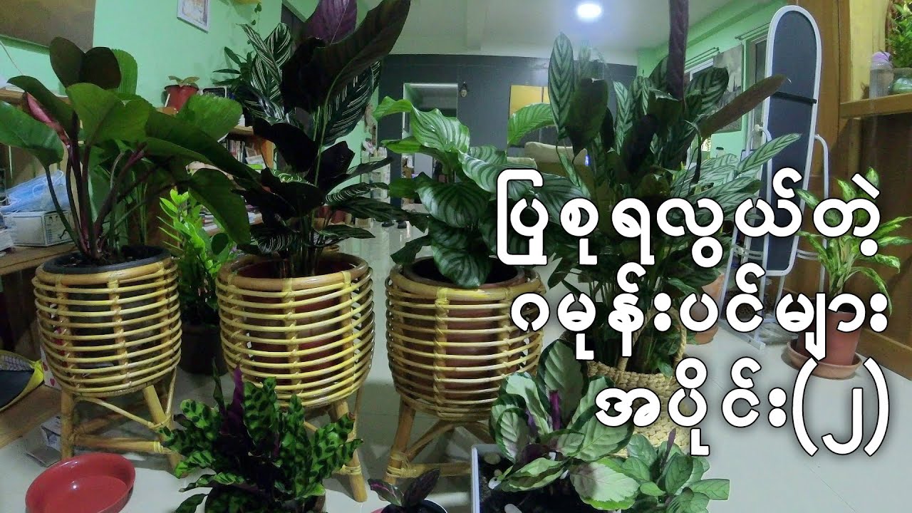 My Prayer Plants Collection Part 2