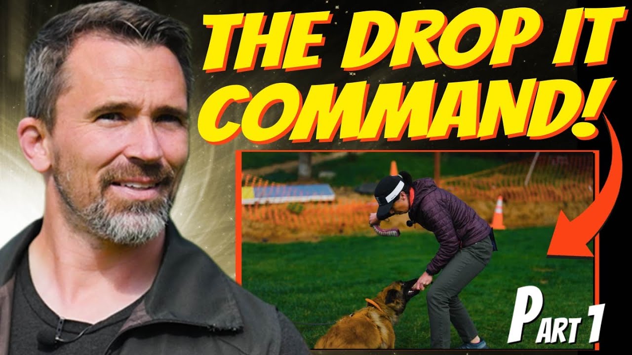 EASILY Teach Your Dog the 'Drop It' Command with Value Transfer
