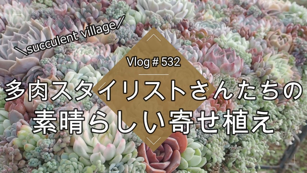 【Vlog532】【多肉植物】多肉スタイリストさんたちの素晴らしい寄せ植え【succulent village】【多肉イベント】