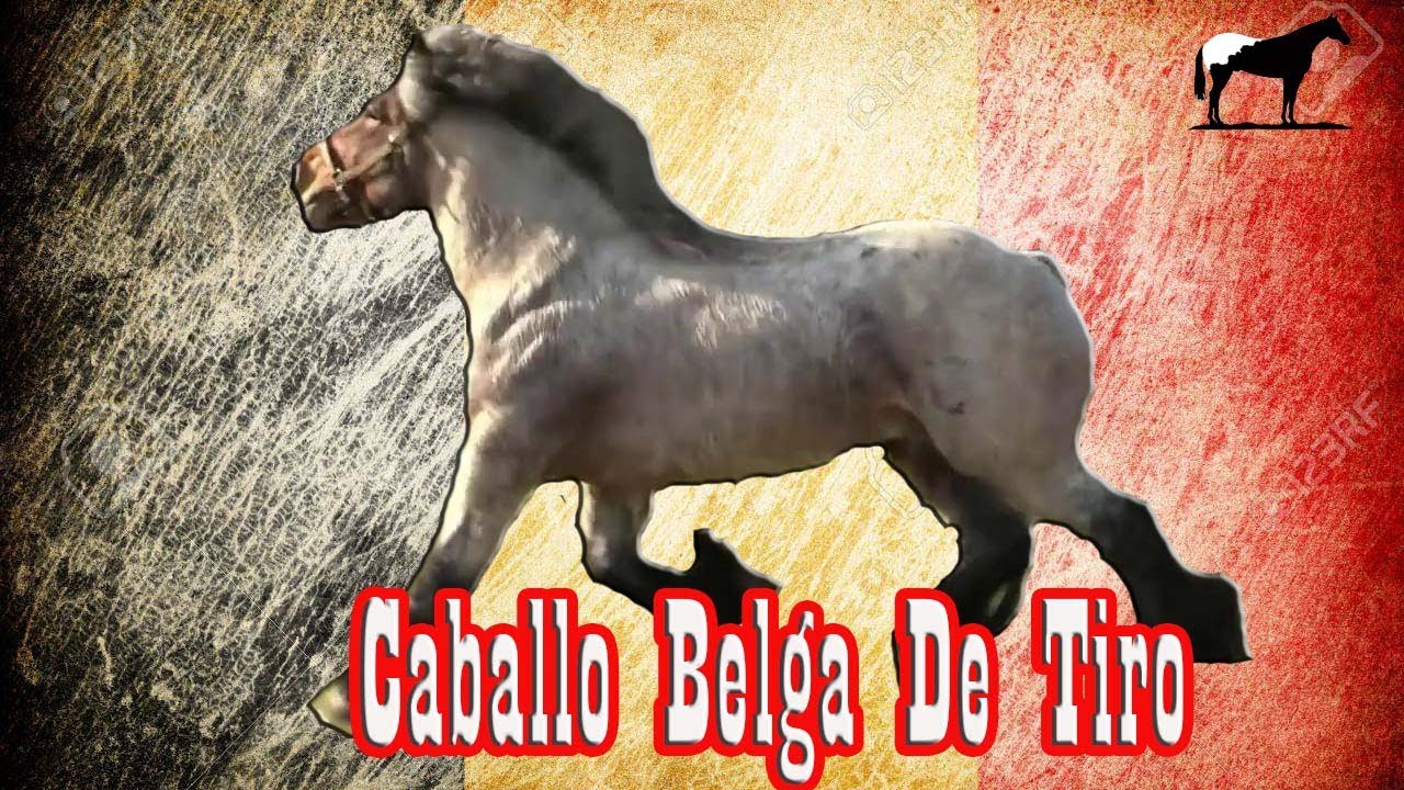 Caballo De Tiro Belga 🐴-Del Cerro Soy