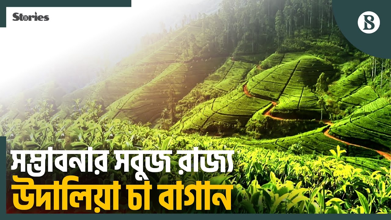 ফটিকছড়ির উদালিয়া চা বাগান: চা, পর্যটন আর উন্নয়নের সমন্বিত মডেল | The Business Standard