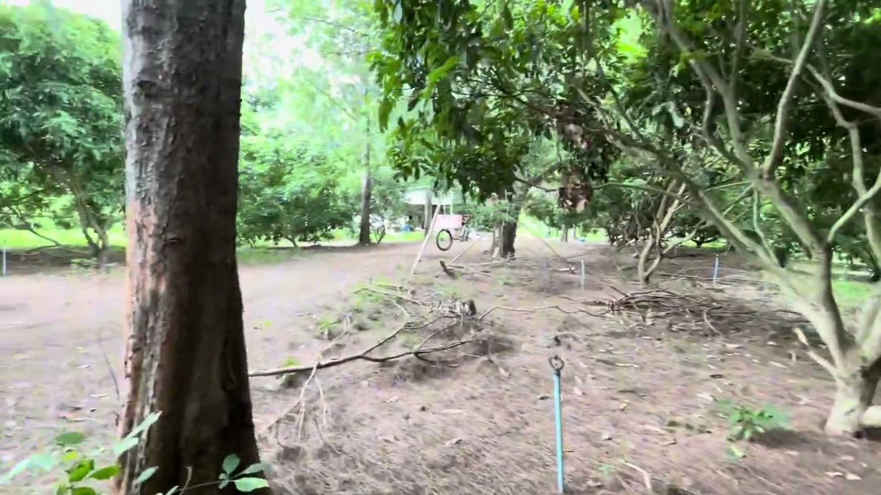 ដីចំការលក់ 120ហិចតា ប្លង់រឹងតម្លៃ 50000$/ហិចតា| 077 488 588 Telegram»ខេត្ត ប៉ៃលិន