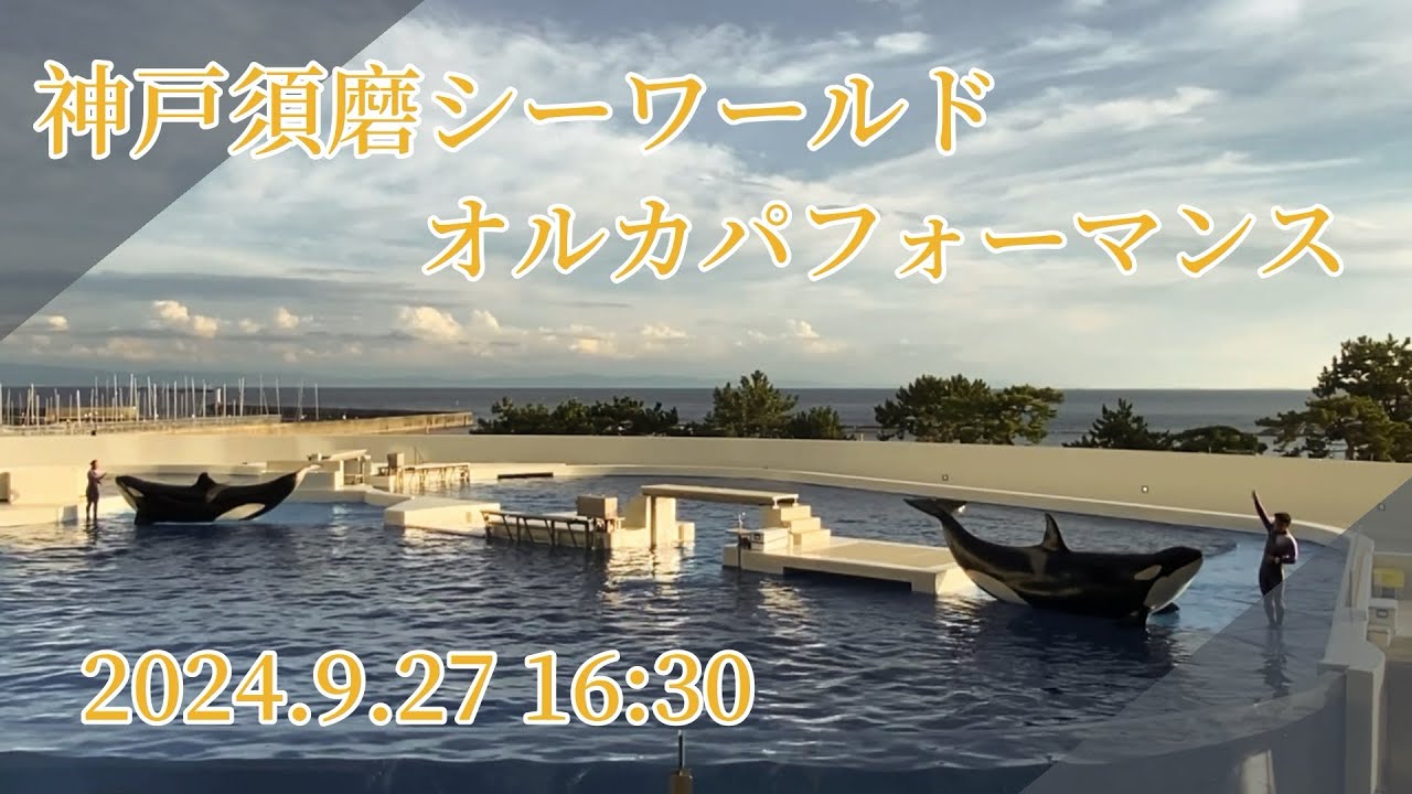 神戸須磨シーワールド　オルカパフォーマンス　2024.9.27 16:30