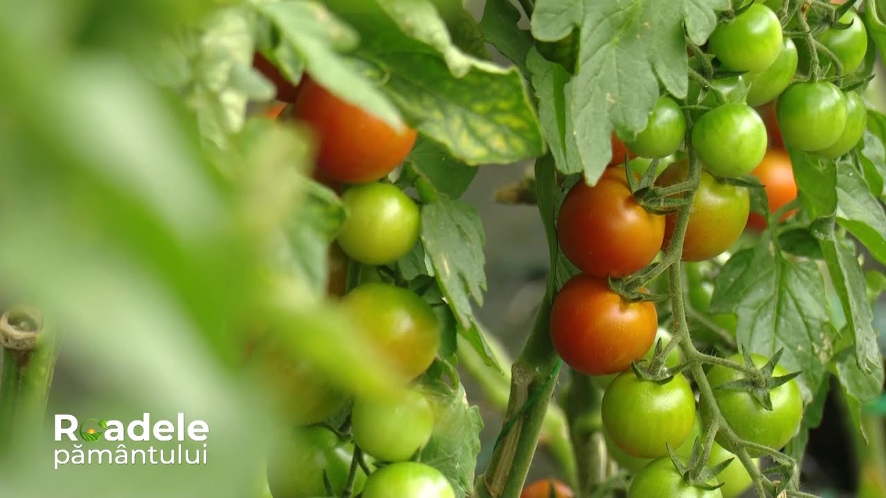 🍎 Ghid complet pentru construirea și întreținerea unui solar pentru legume și fructe