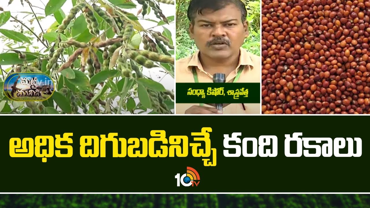 Red Gram Farming | అధిక  దిగుబడినిచ్చే కంది రకాలు | 10TV News