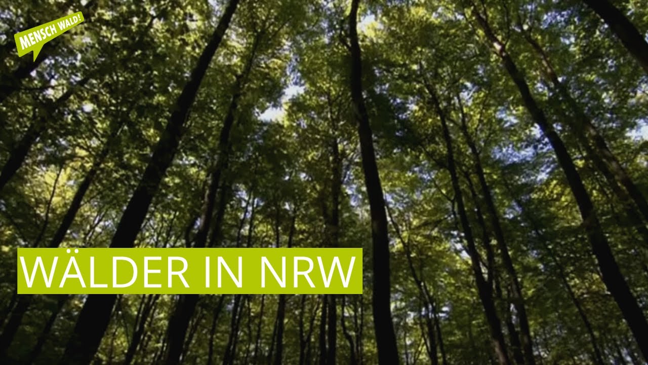 Wälder in NRW