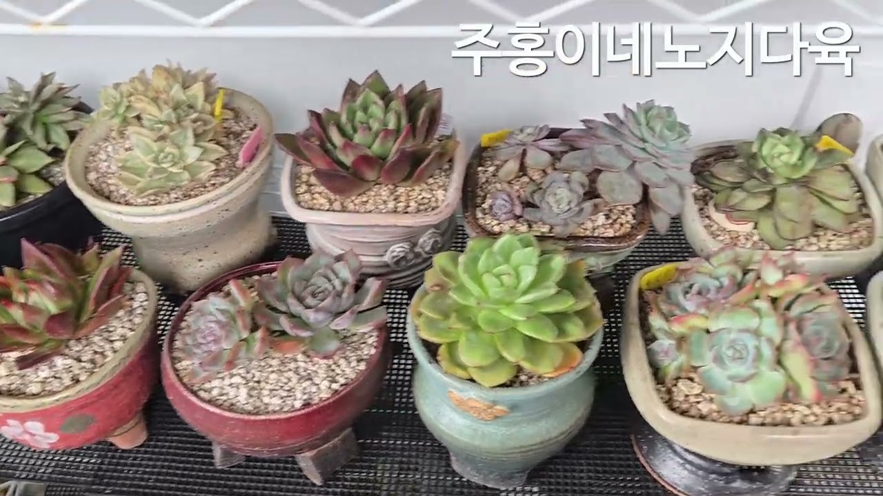 #다육이소식 3월 꽃샘😇추위인가 #주말까지춥다네요 #에오니옴🌸예뻐😍지는건 #겨울철 #창고 15일이후 본격🤗노숙시킵니다 #구독좋아요 #succulent 