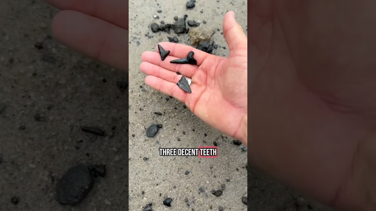 How many fossils did we find at once?!?! 🦈🐋😱  #fossils #charleston