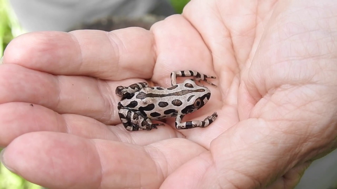 Kassina Senegalensis
