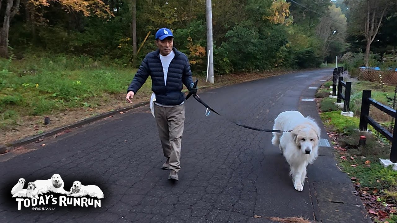 起床、出発、歩くスピード...全てがマイペースなアランです　Great Pyrenees　グレートピレニーズ