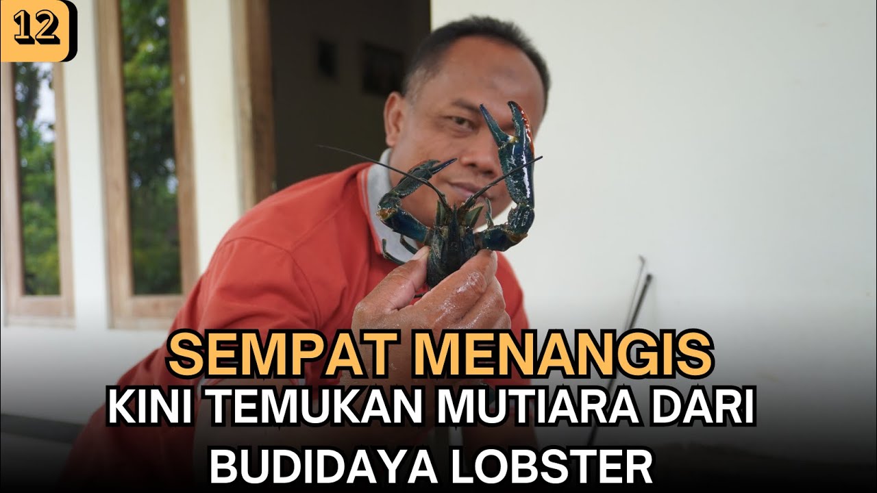 Sempat Menangis, Kini Temukan Mutiara Dari Budidaya Lobster