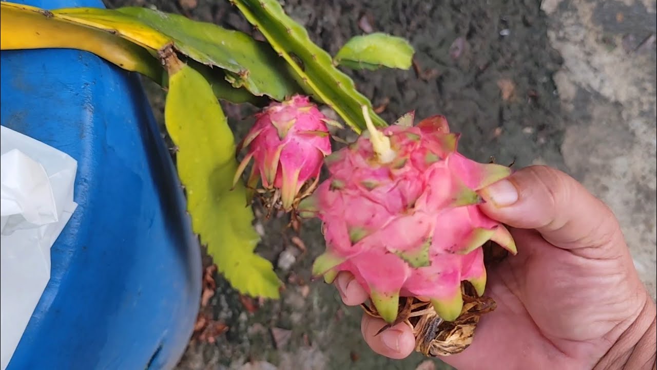 Colhendo pitaya no quintal e mostrando nossas fruteiras
