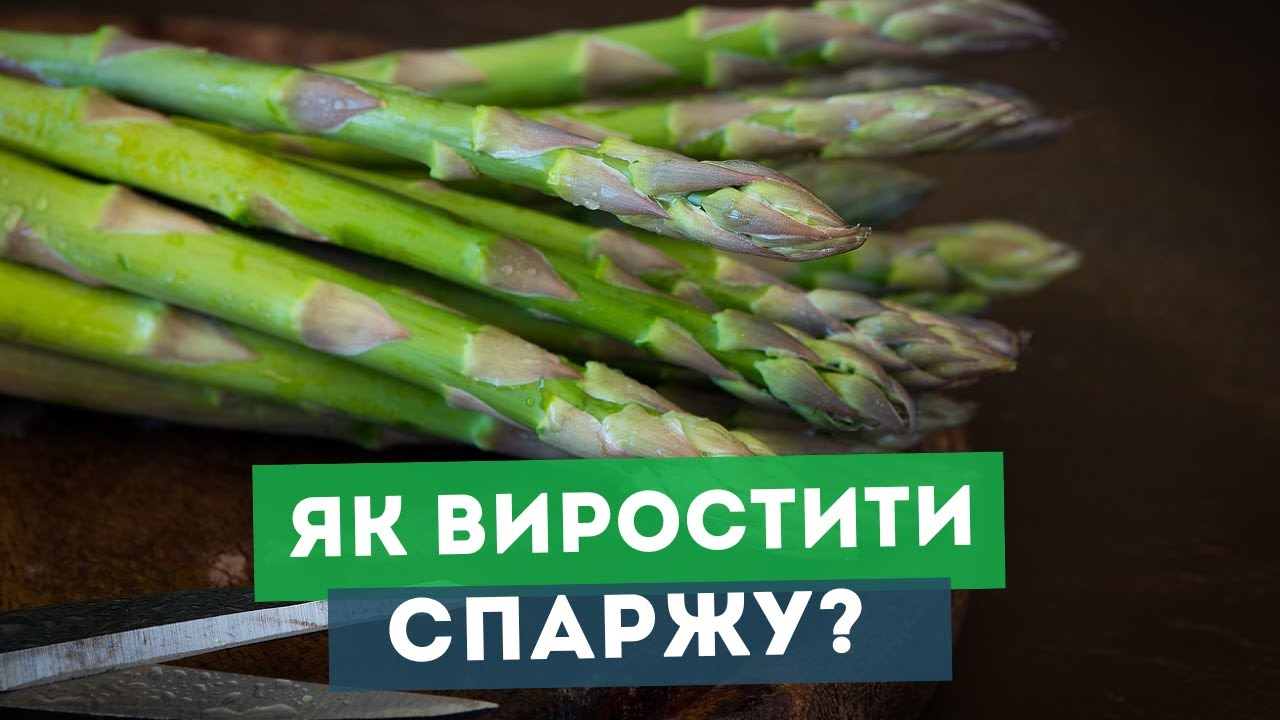 Секрети вирощування спаржі: від насіння до урожаю з максимальною вигодою.