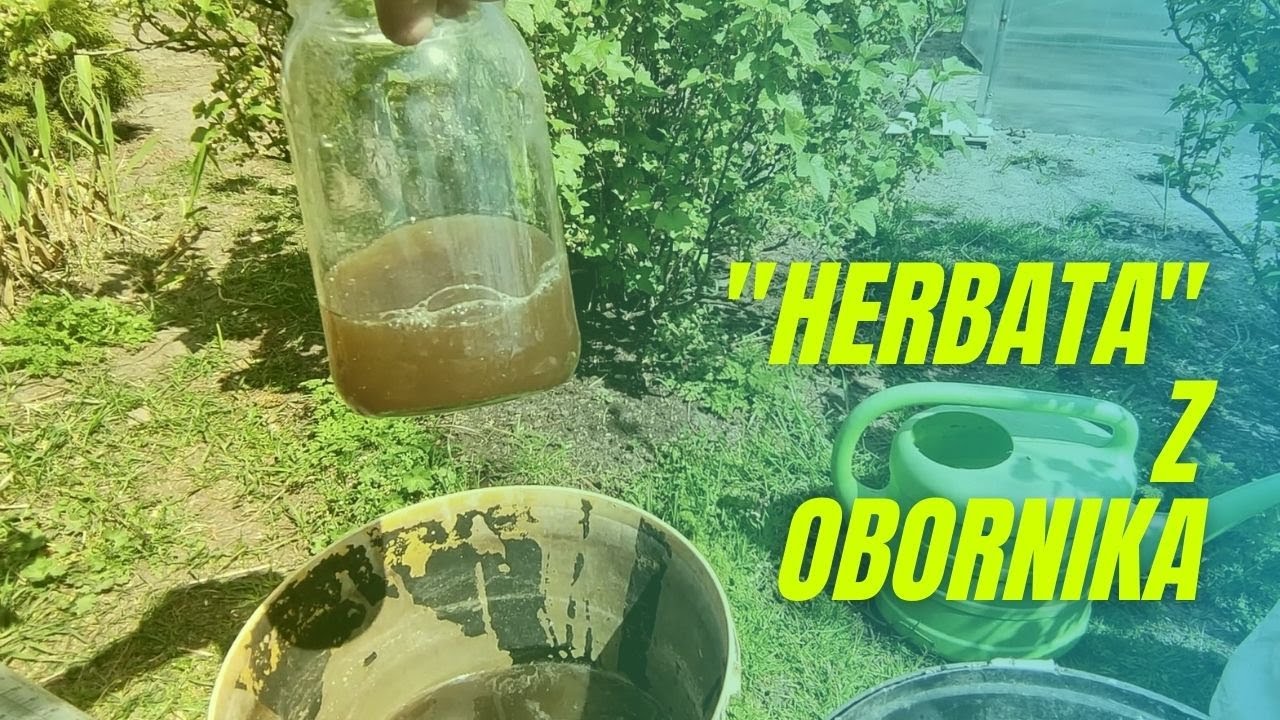 Gnojówka? Nie, herbata z obornika😉