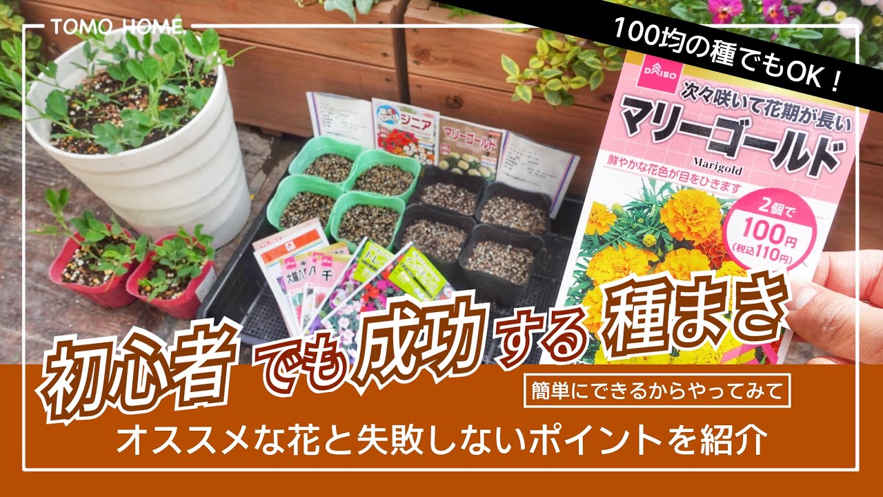 【100均でOK】失敗する人は◯◯させている！？簡単な種まきの方法【マリーゴールド・ジニア】
