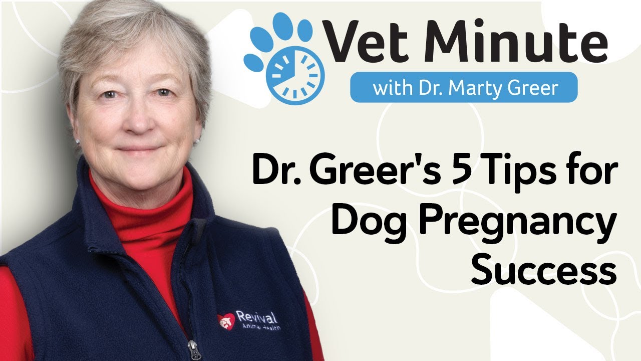 Improve Fertility & Canine Pregnancy Outcomes of Female Dogs