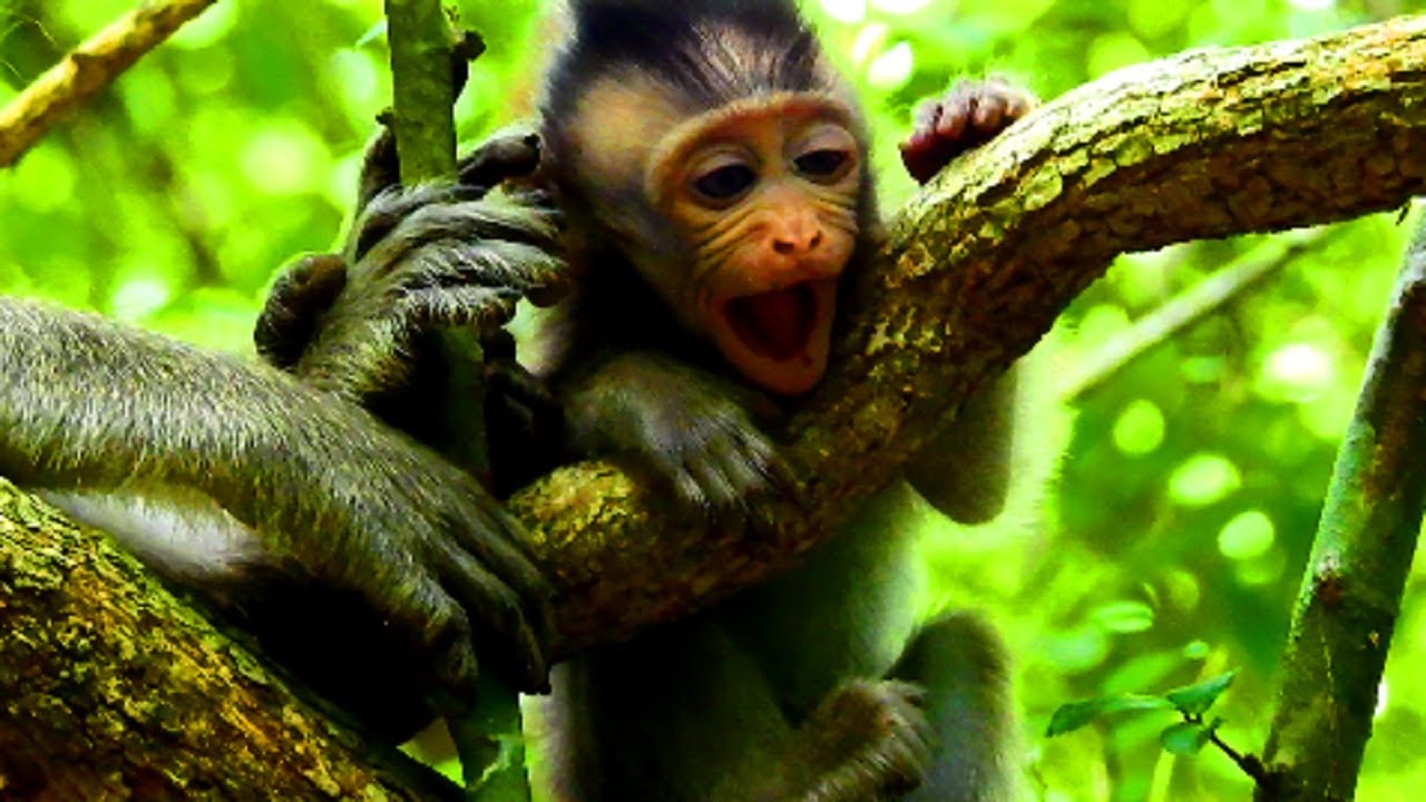 Be careful baby ! Kidnapper not pity you baby, Why monkey always catch baby like this , Poor baby