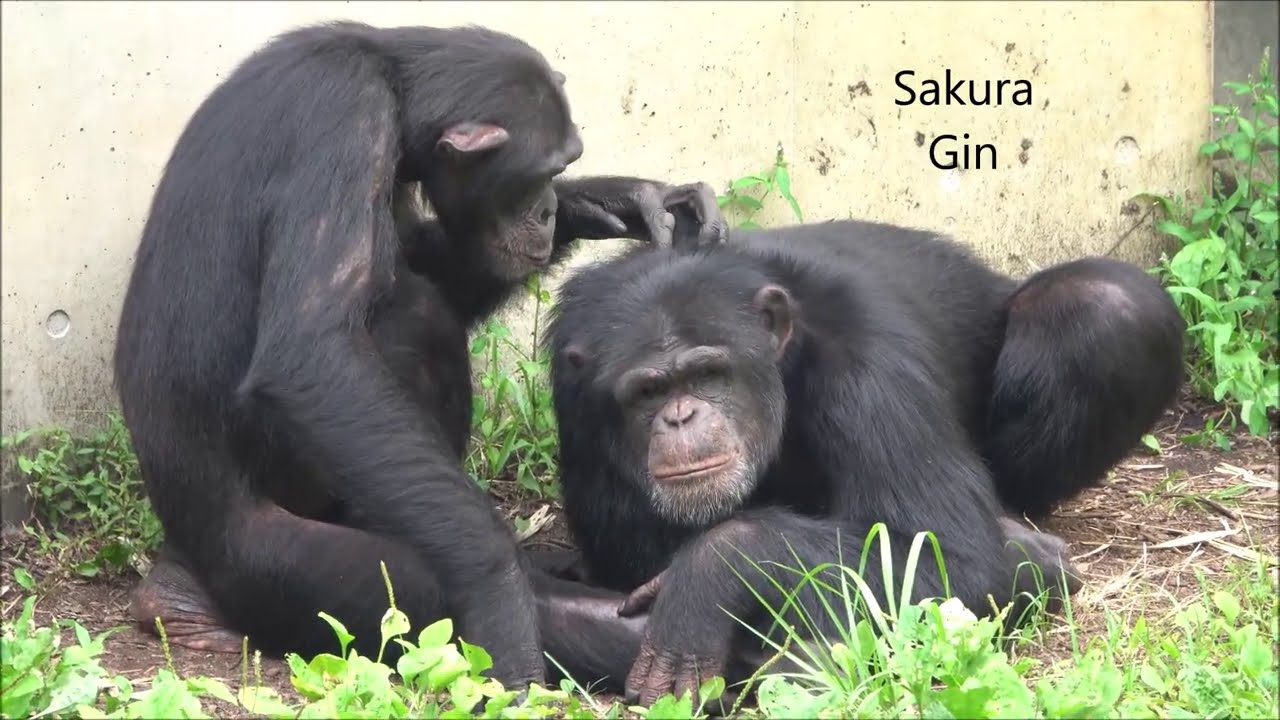 Aug 2020 Tama zoo chimps, Gin and Sakura