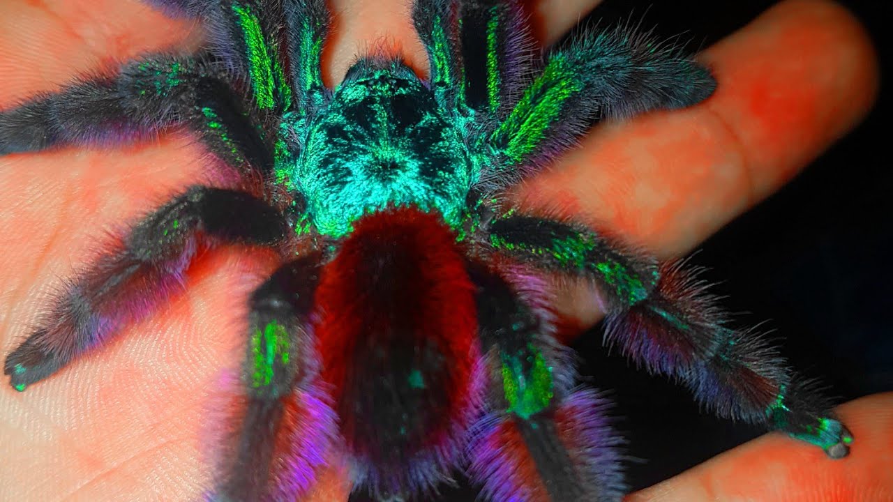 Best Beginner Tarantula/Caribena Ex Avicularia versicolor/Martinique red spider/Martinique pinktoe.